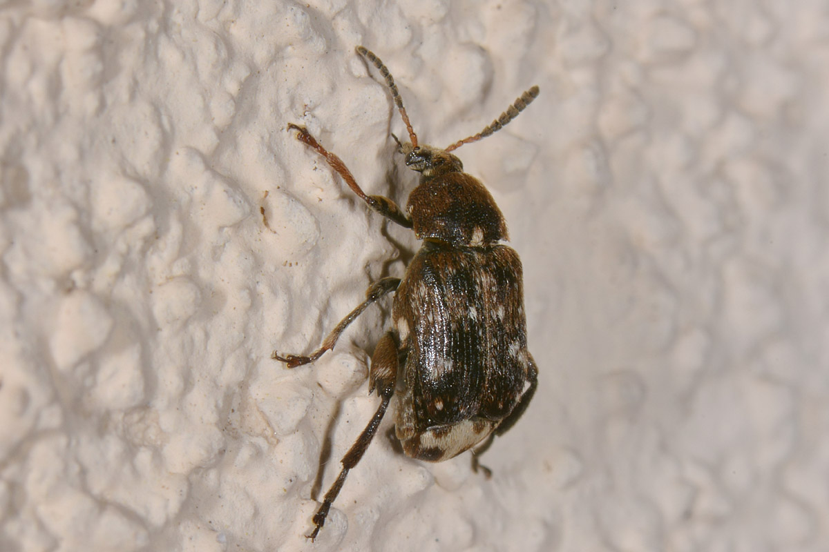 Chrysomelidae Bruchinae:   Bruchus pisorum